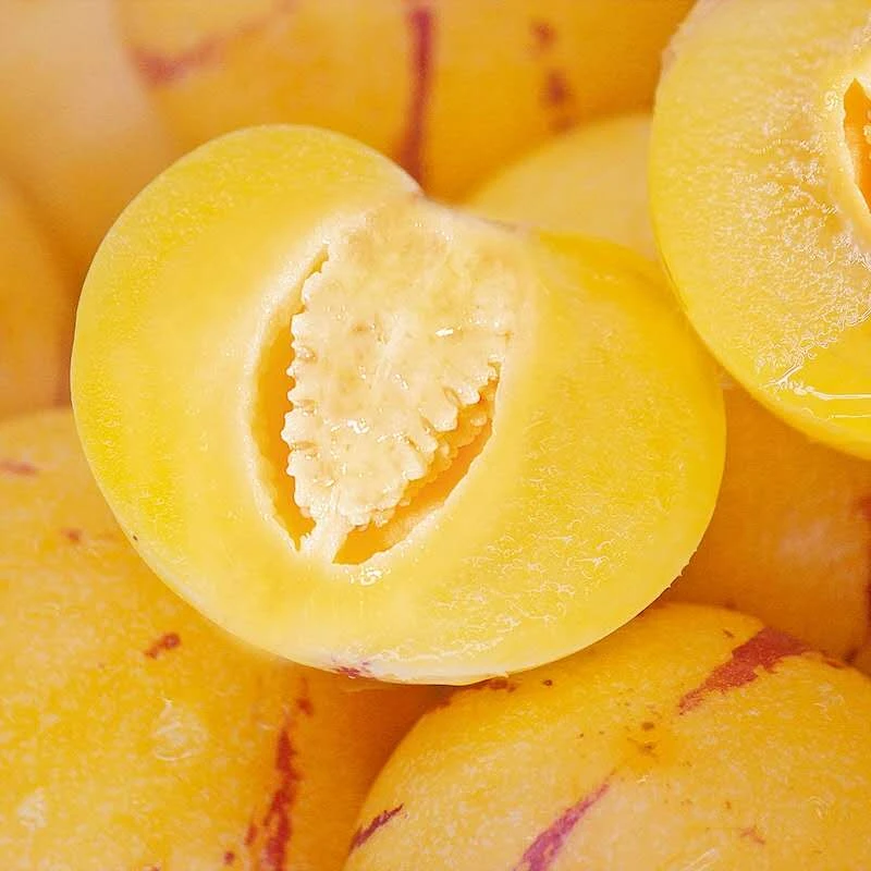 正宗云南石林人参果树上熟黄肉圆果清甜多汁新鲜应季水果现摘现发