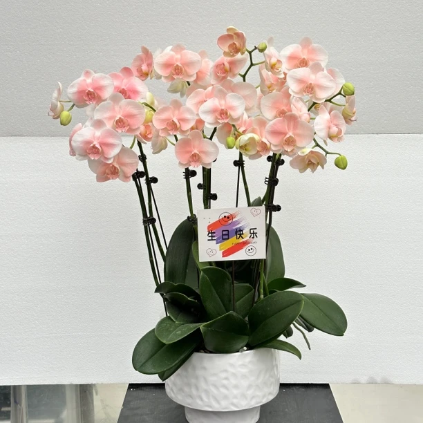 国之兰 蝴蝶兰《水蜜桃》鲜活绿植带花苞艺术植物上色工艺