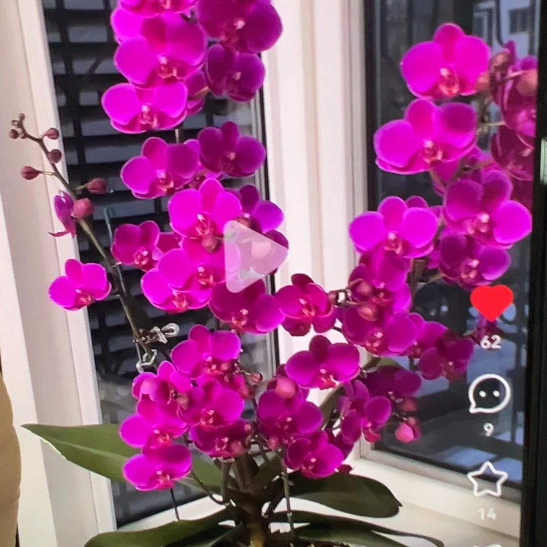 当前无花栽培后可以开花带剑满天红微瑕疵凑单发货一颗不发货