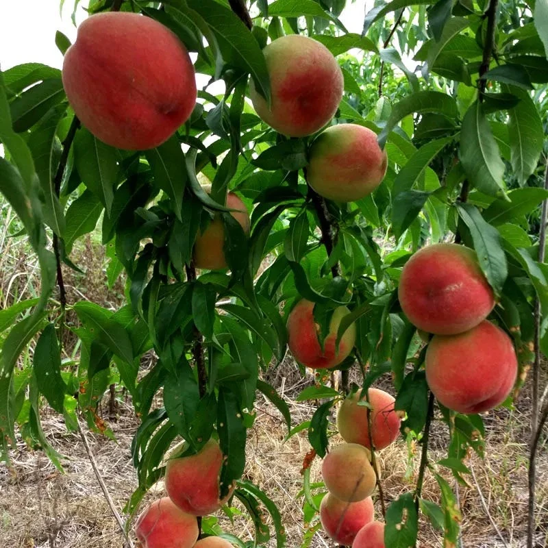 沂蒙山春雪水蜜桃香甜桃子新鲜现摘当季水果