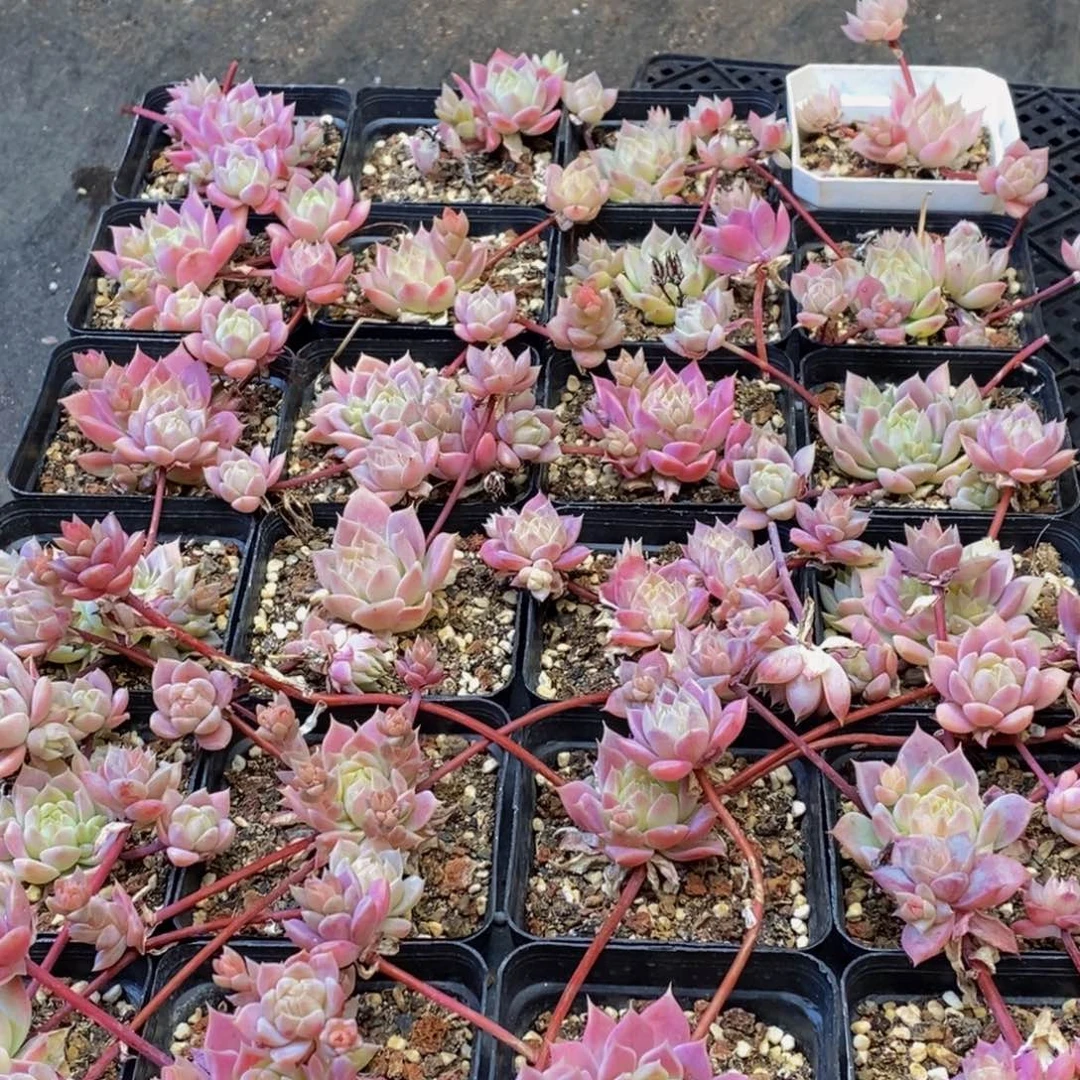 117多肉植物保护研究所所长的时间