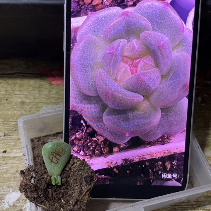 穴盘甜心胭脂芽苗一个