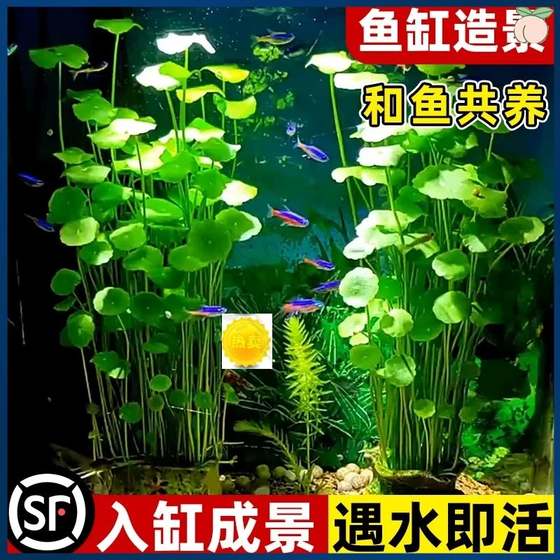办公室造景植物铜钱草室内鱼缸鱼四季绿植草籽盆栽水培花卉净化鱼