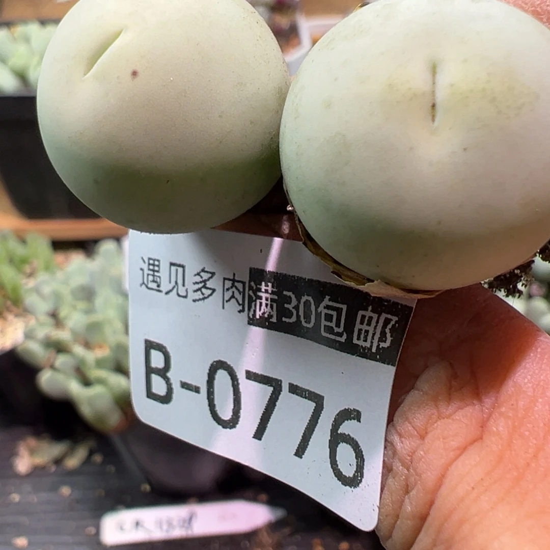 天***空多肉植物1111111111111