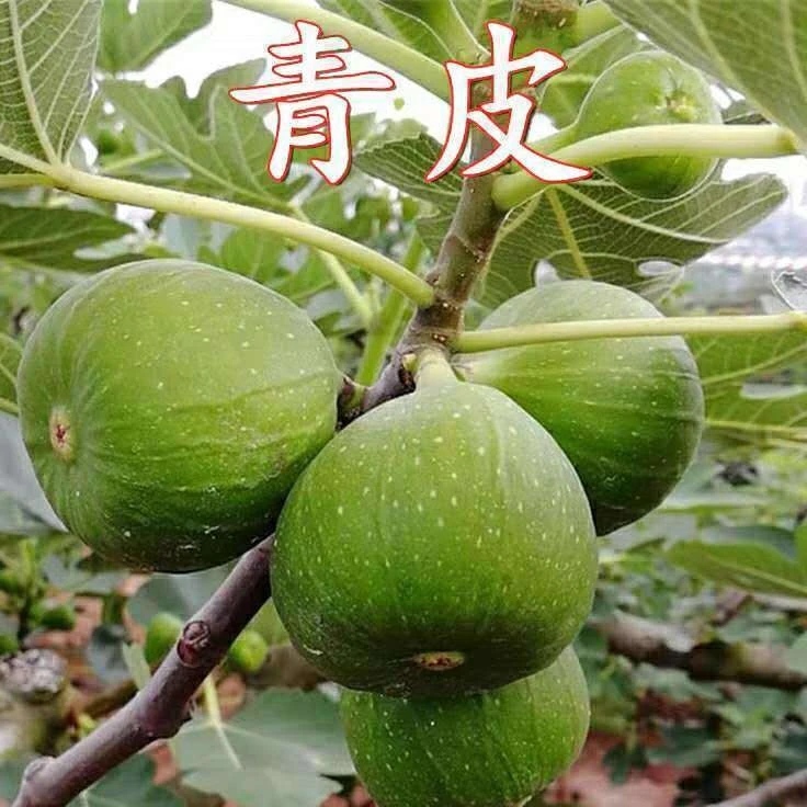 【青皮】【波姬红】无花果树苗