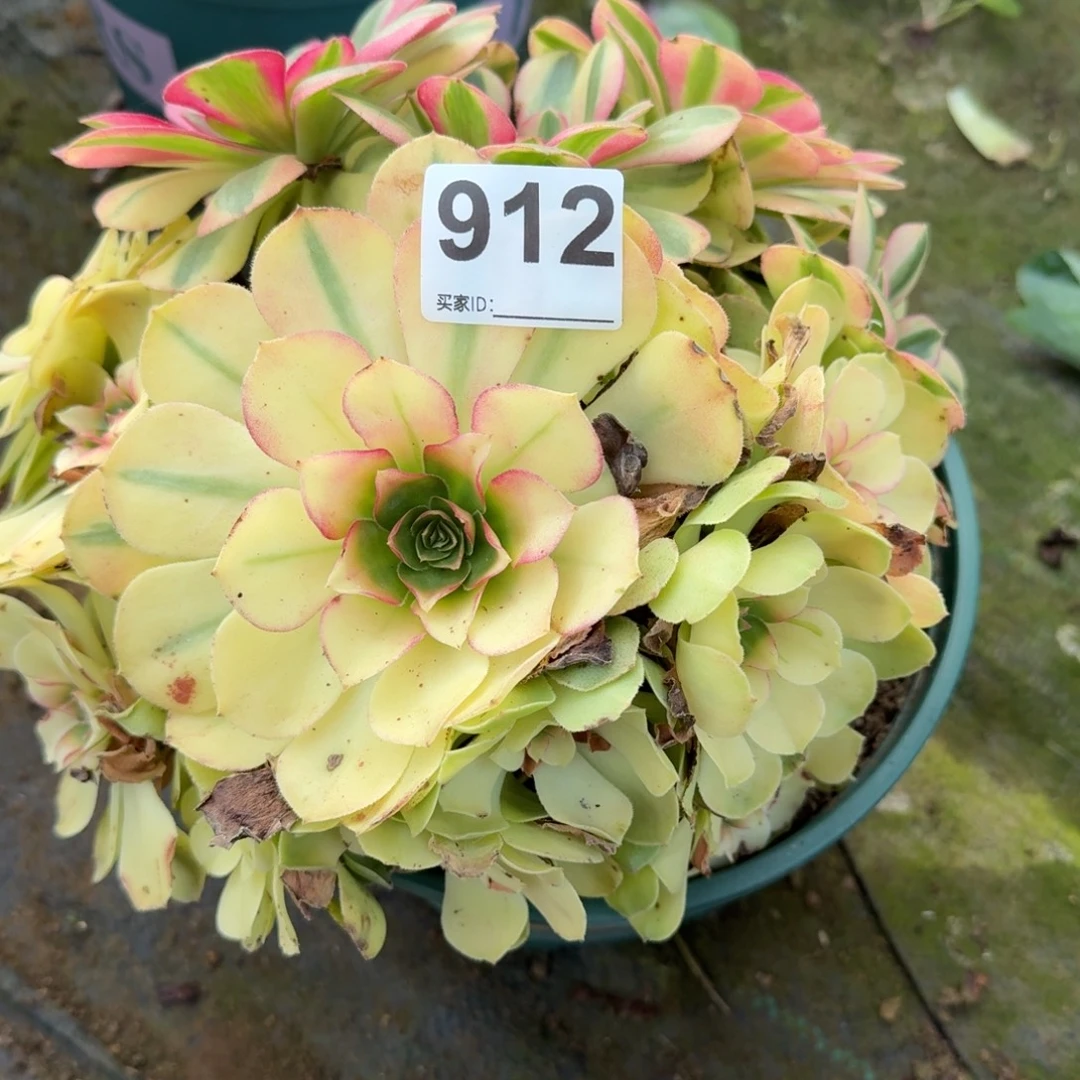 雨河多肉植物老庄912