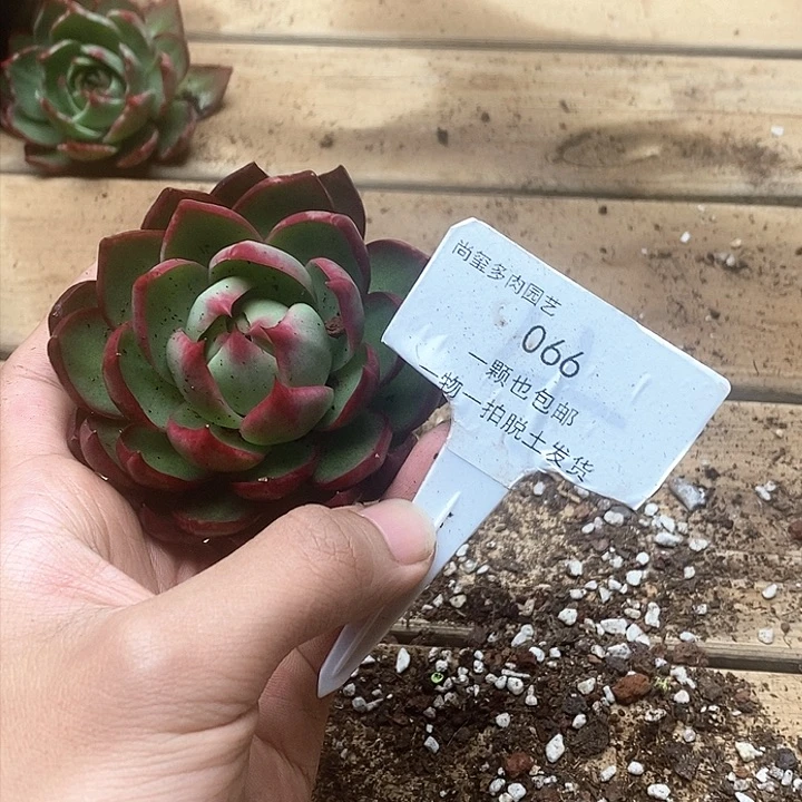 惊鸿仙子一物一拍066