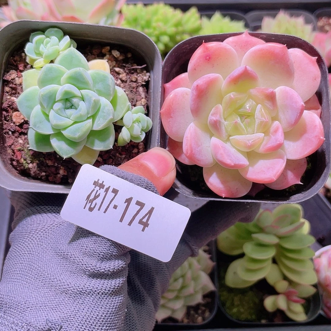花利美17-174厚叶月影＋秘境冰魄