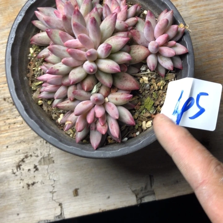 L**.45////////-///////