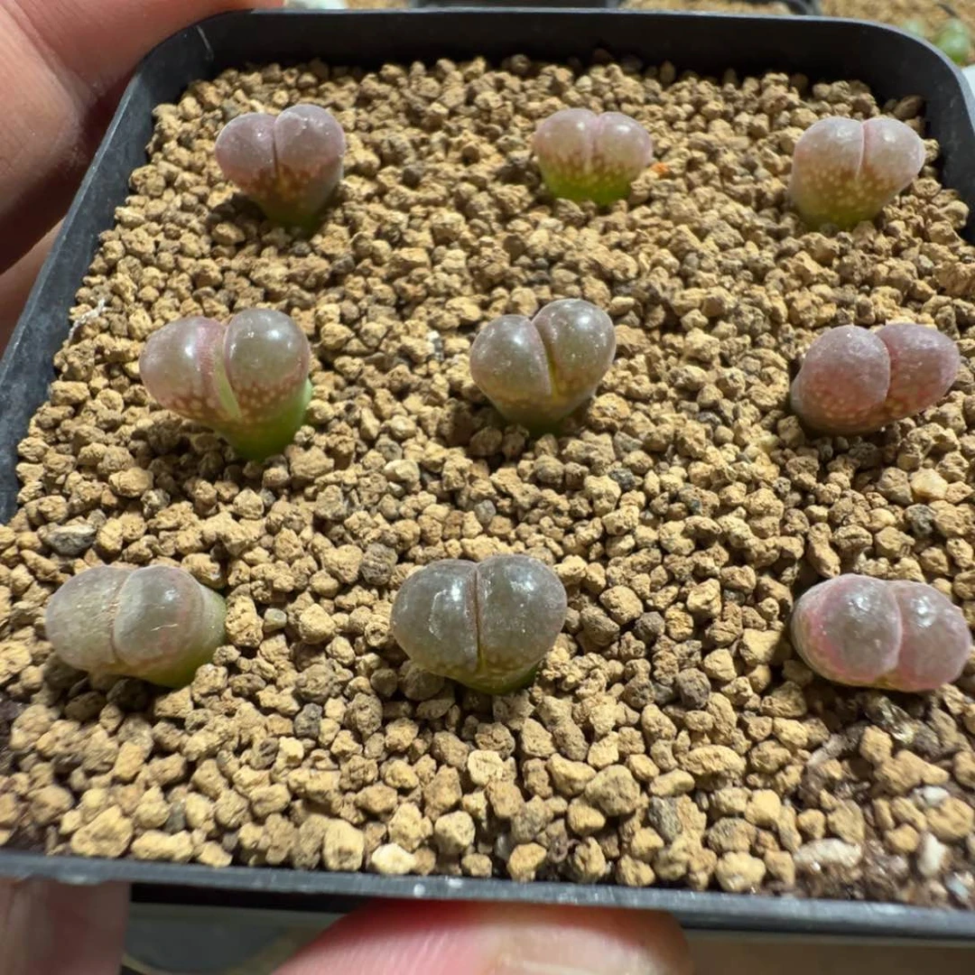 14-144量拍1804.5风铃一颗。多肉