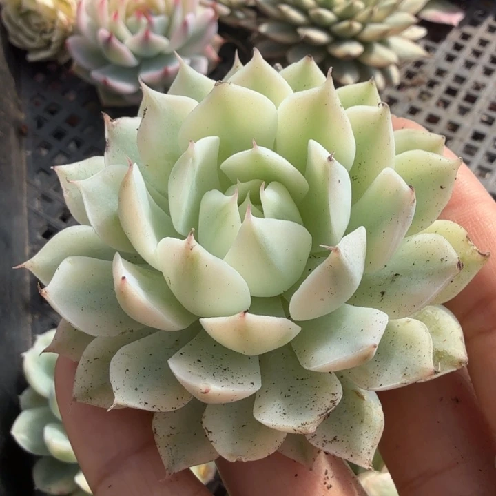 一颗多肉锦风声锦