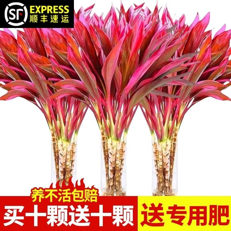 紫竹鸿运当头富贵竹水培植物粗杆带根客厅招财竹子室内好养活花卉