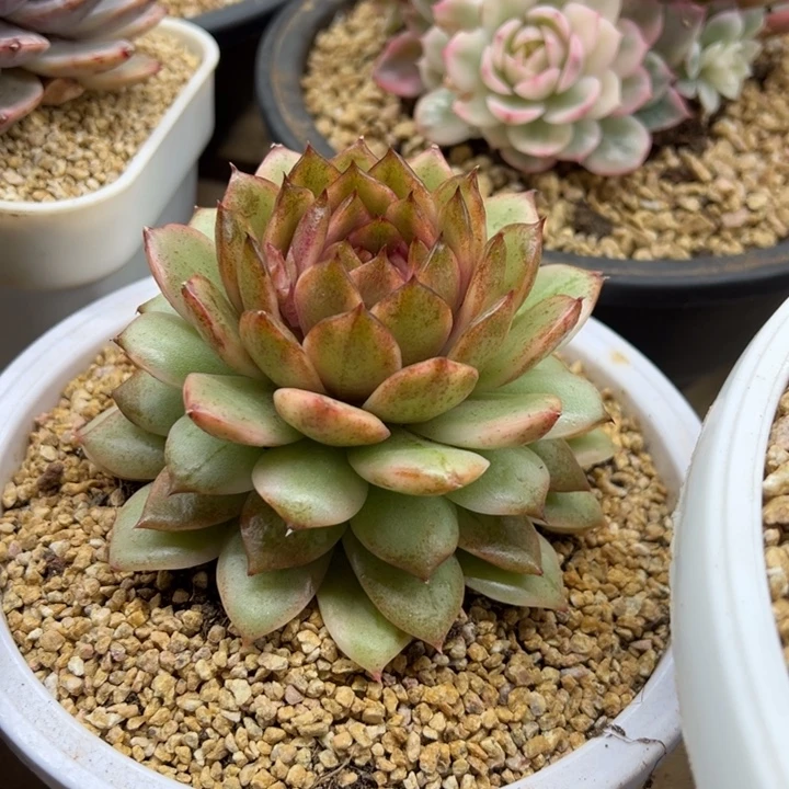 黑水晶锦 夏鸣园艺