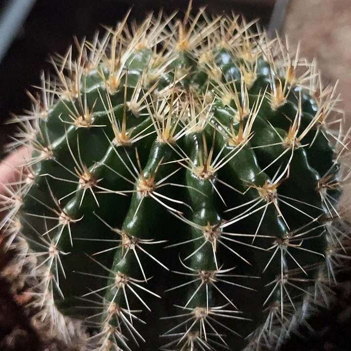 实生彩草带盆土发货