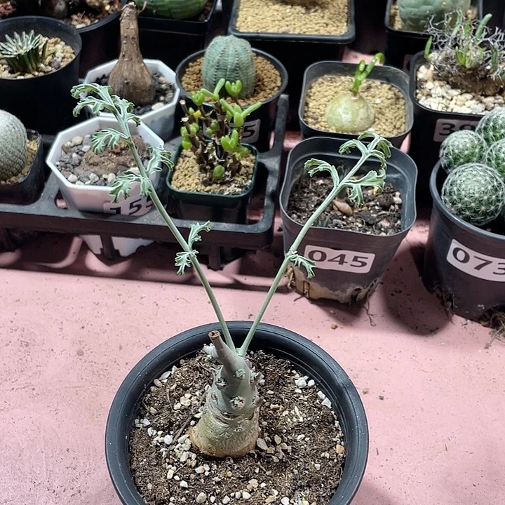 778沉香鹿茸杨葵块根
