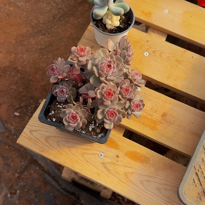 ****子哈哈哈哈哈哈哈哈哈哈哈