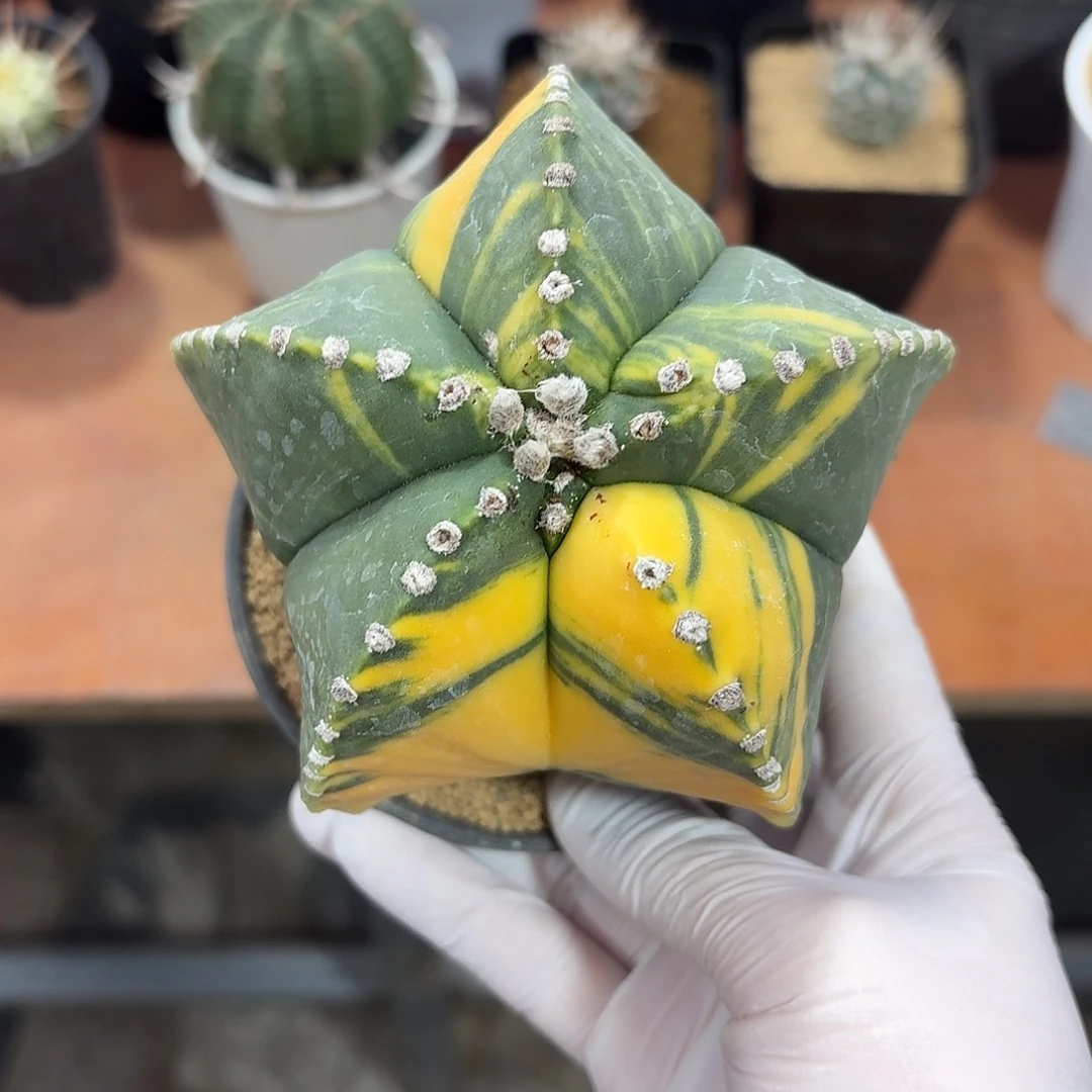 ****式大号孪凤玉锦仙人球13