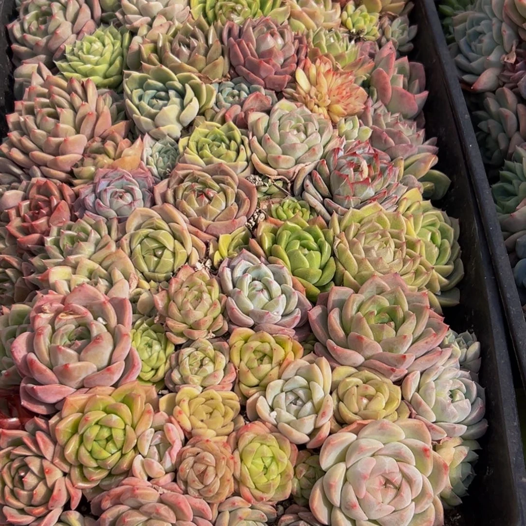 远***你605大热天的一天从早上开始