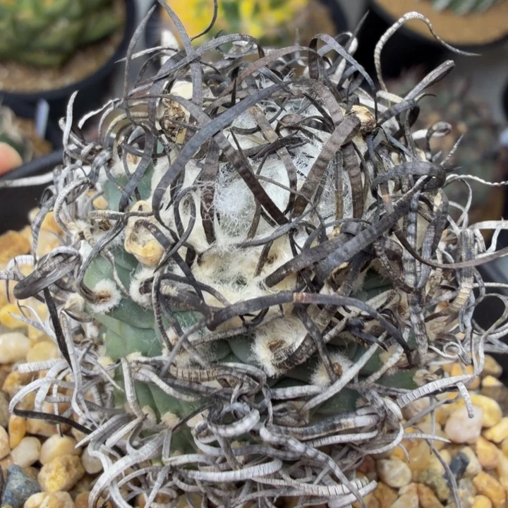 黑炭卷刺娇丽丸实生