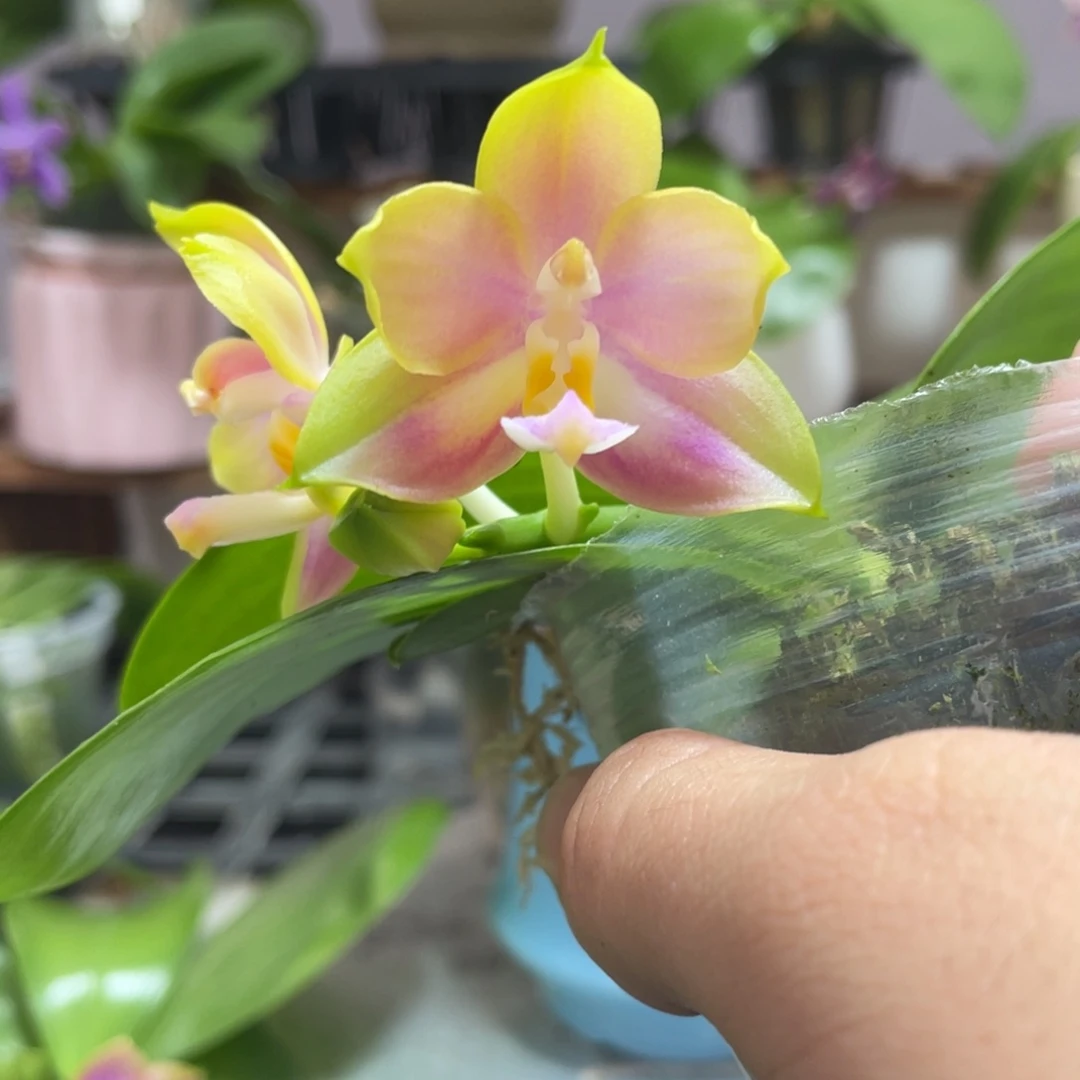 完全开放12叶瑕花期不保