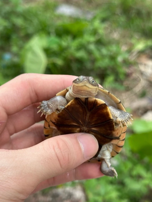 可爱小乌龟火焰龟直播间选购链接（请勿私拍）