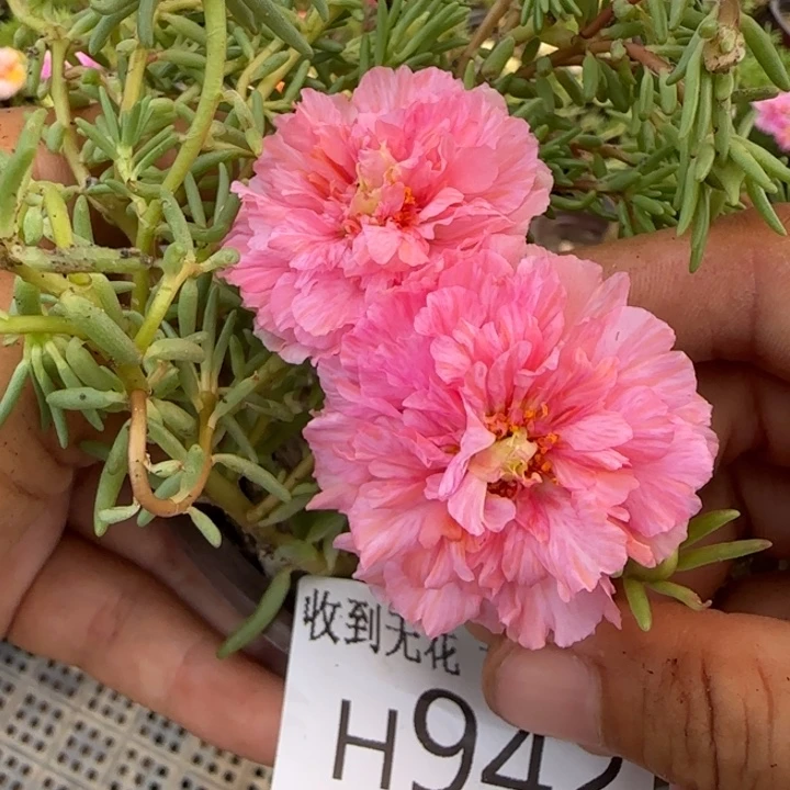 无花朵H942超小苗盆口10cm可能有虫糖宝
