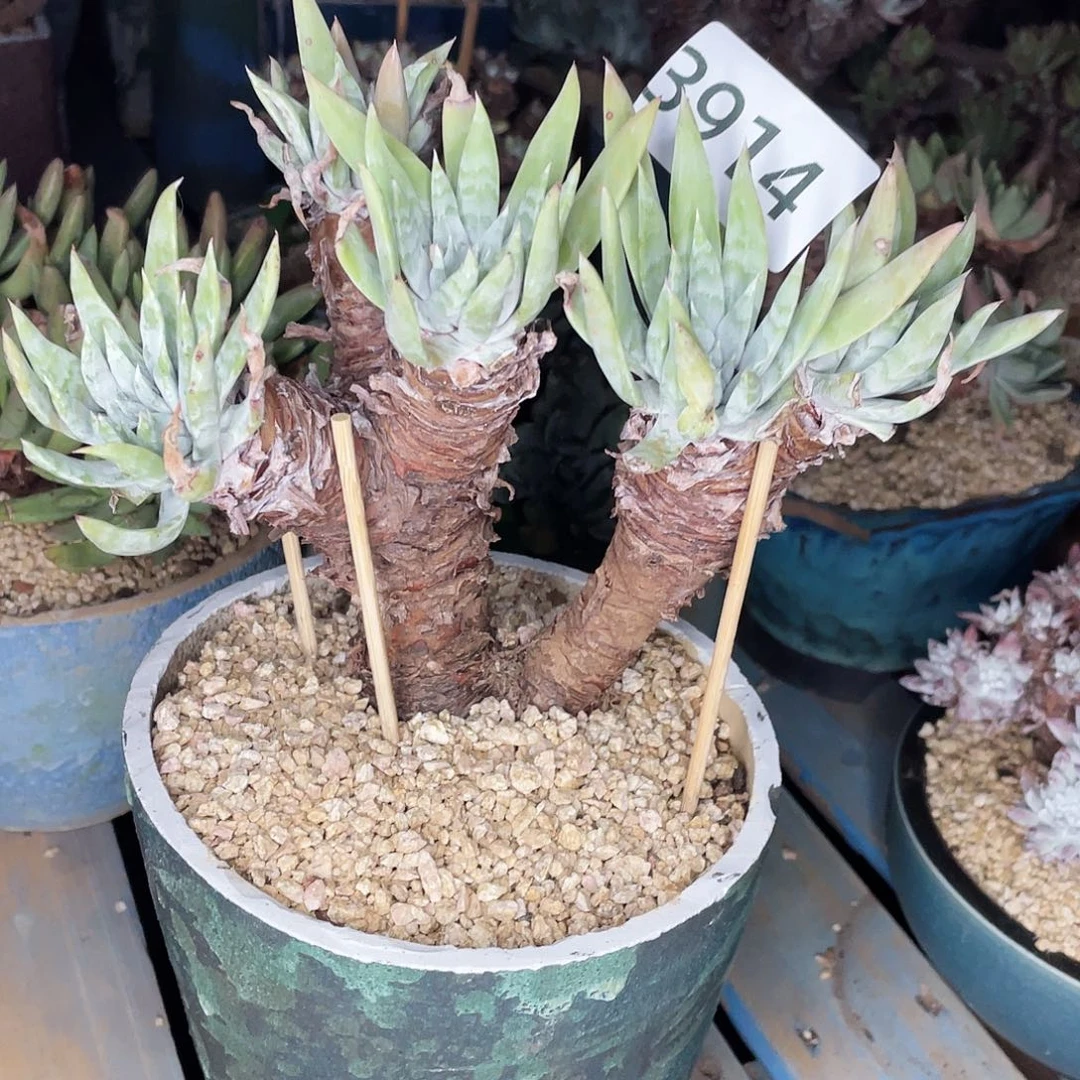 仙女杯老桩多头3914