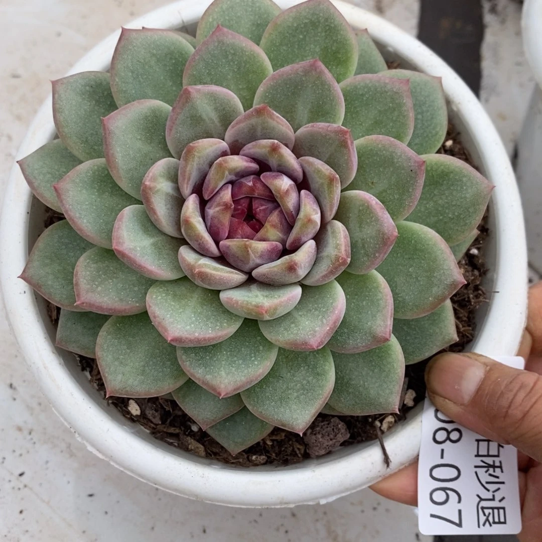 两单包邮1108-67溏心