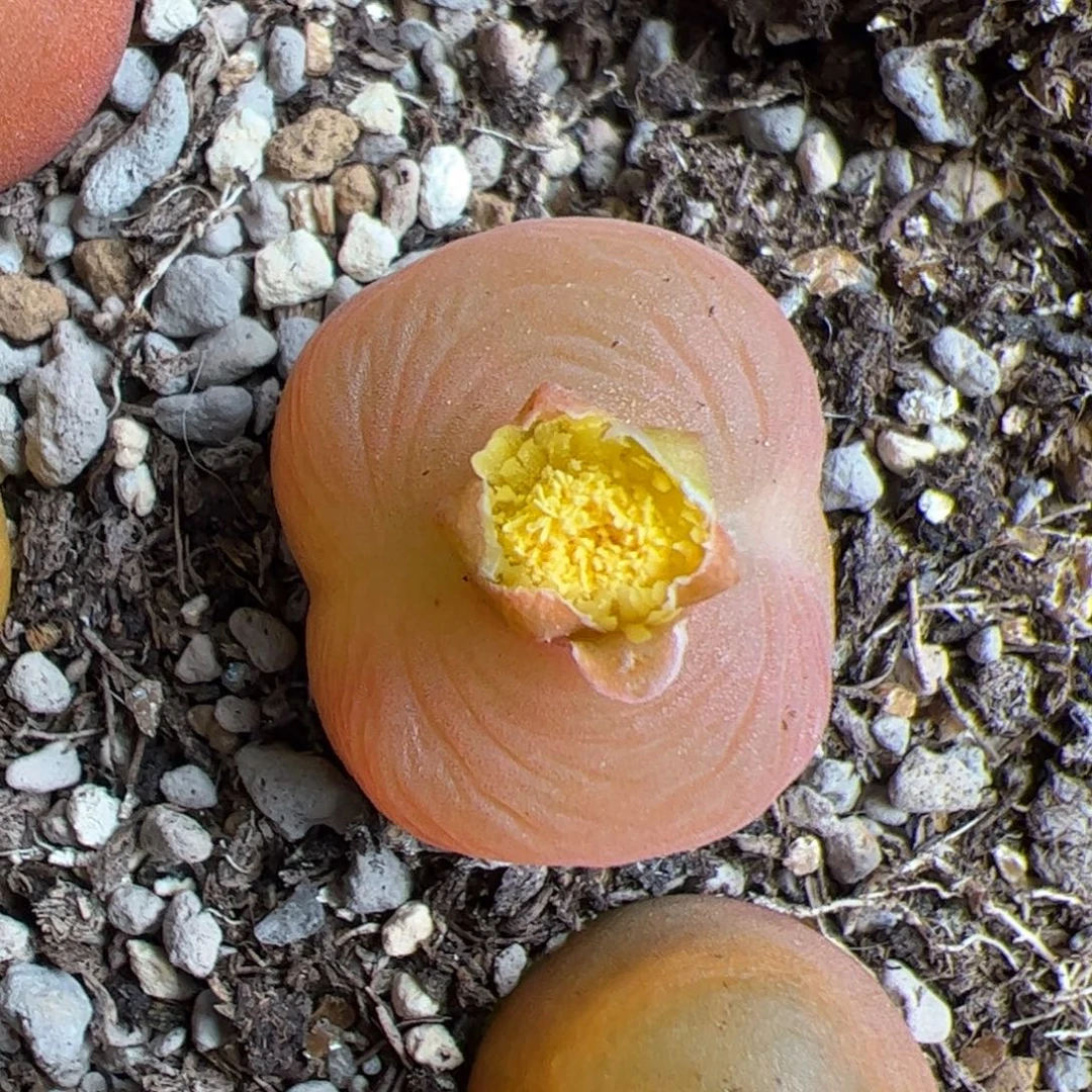 0149号蟠桃 多肉植物