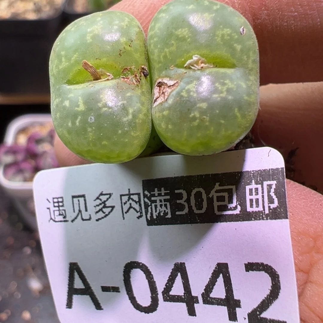 多肉植物11111111111
