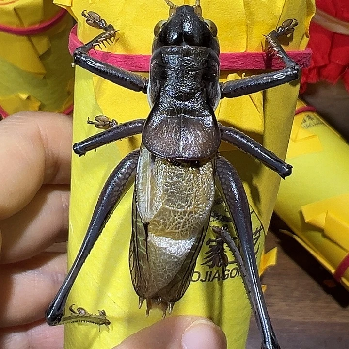 鸣虫虫具一条包邮