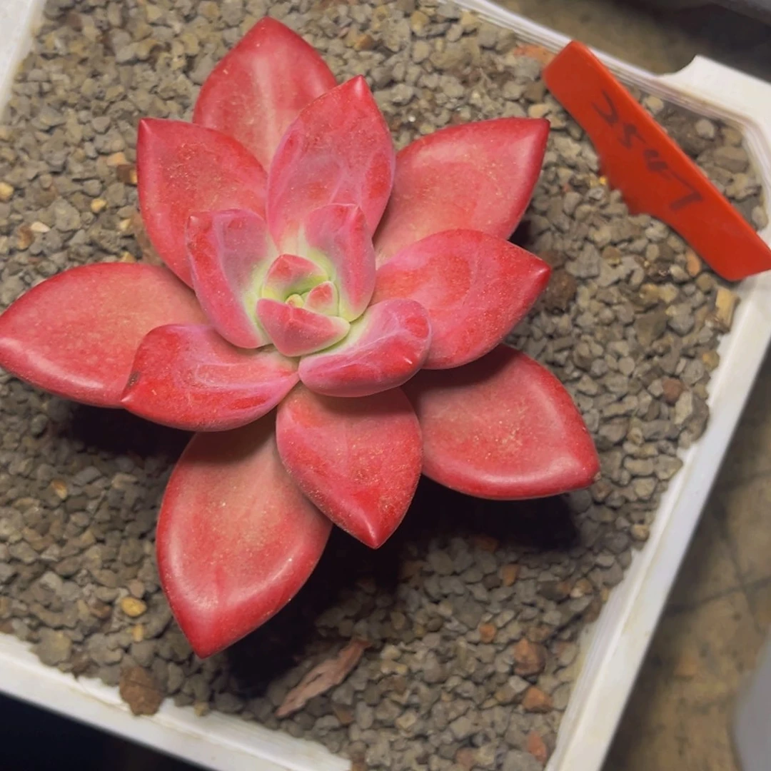 2547号晚上多肉植物群生多肉植物