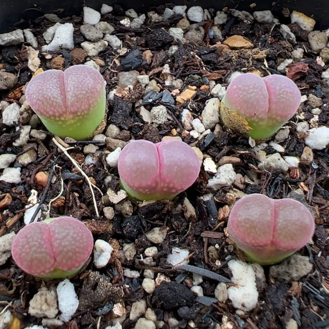 5.11好看的多肉脱土发货707