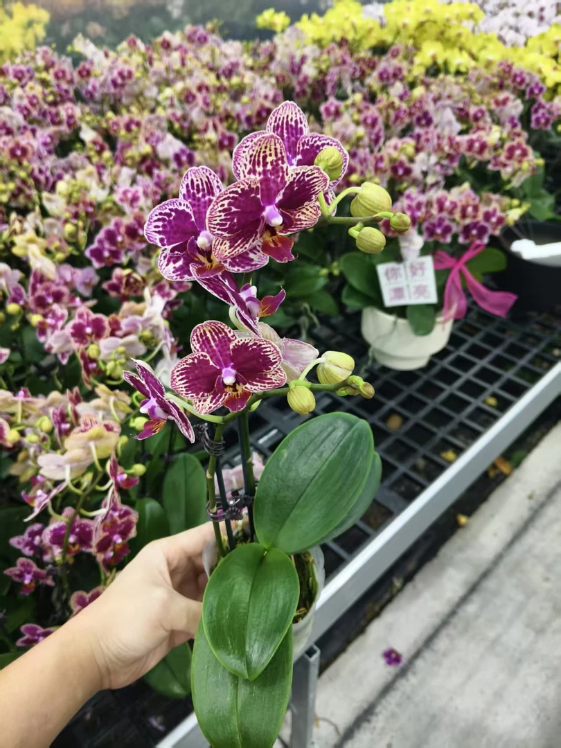 蝴蝶兰【可乐】花苗盆栽带花剑花苞客厅室内四季好养观赏花卉
