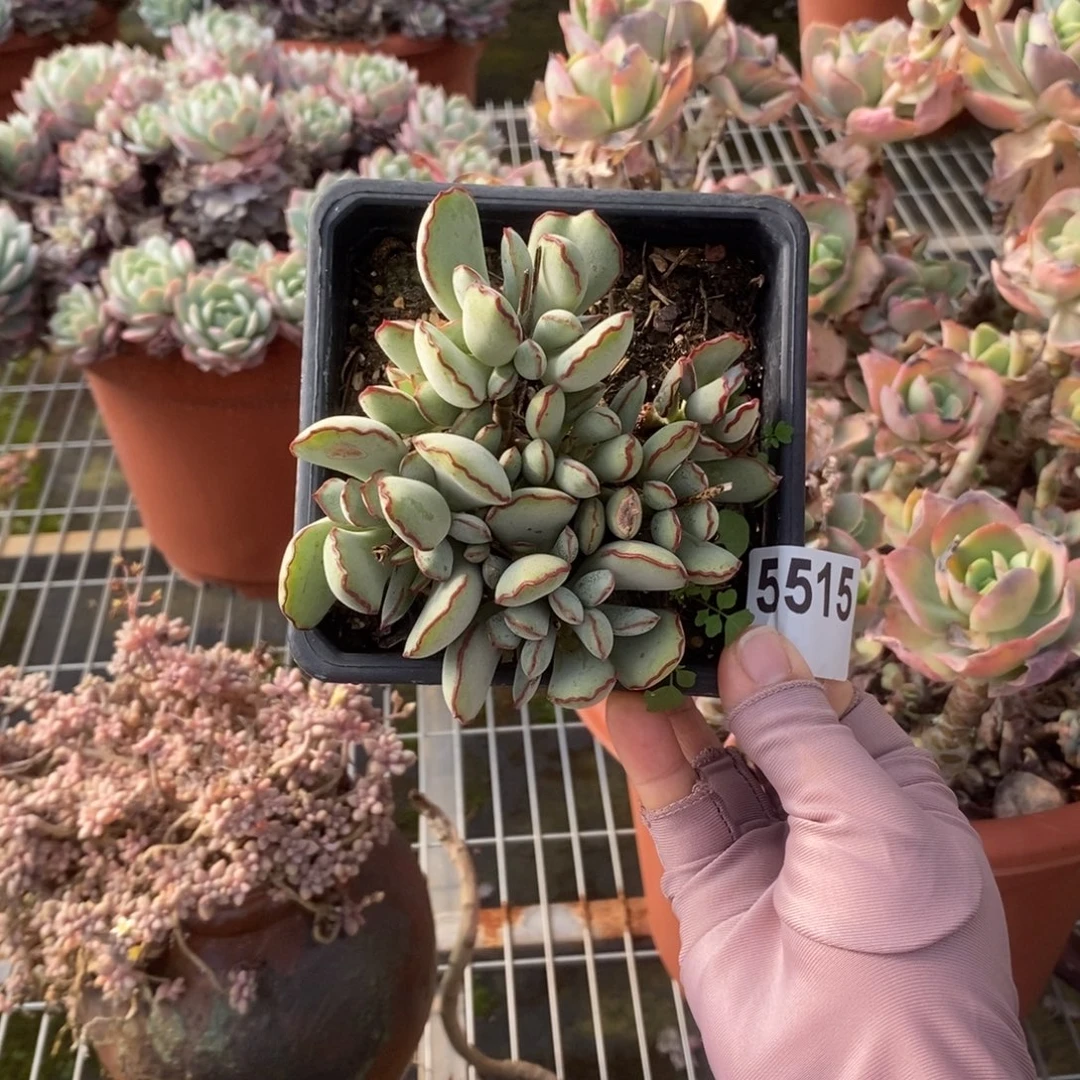 5515巧克力线一物一拍