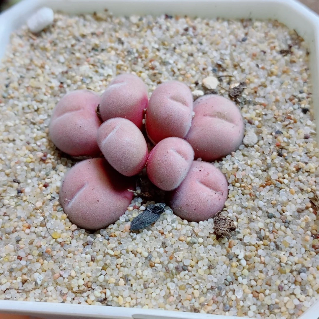 喵***儿生石花花花花花花花449