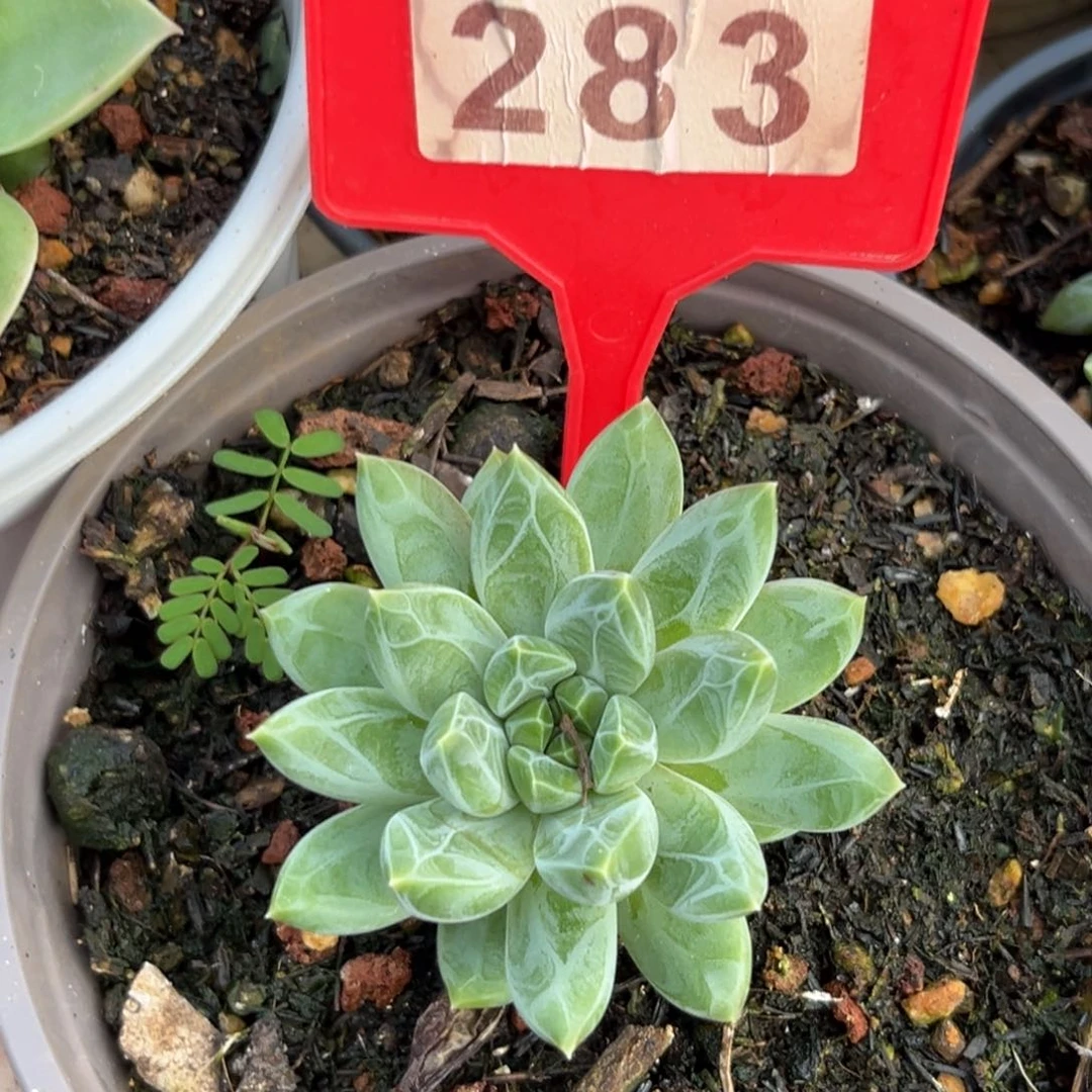 283雪花多肉植物