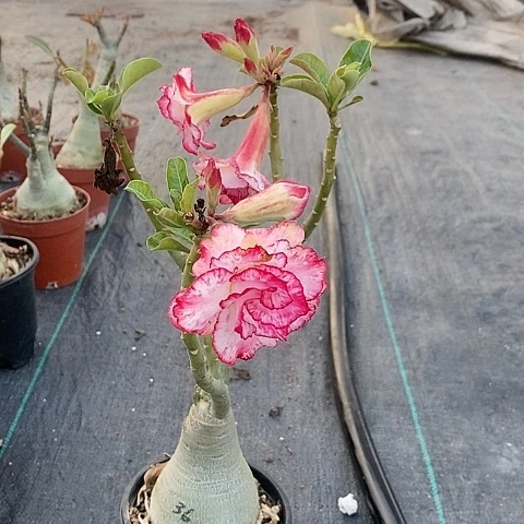 【闪购商品】无花朵几****）