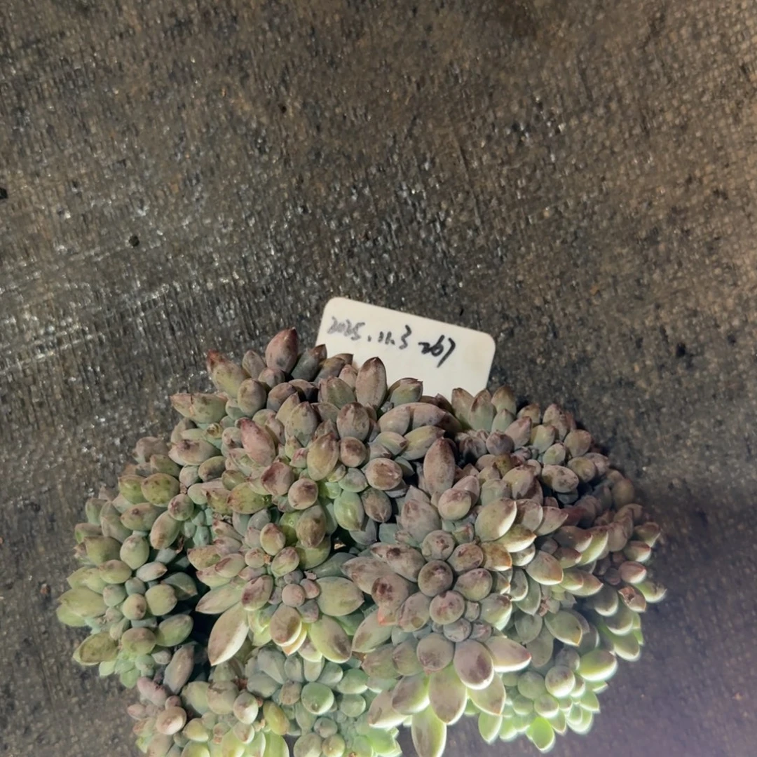 一物一拍所罗门缀化267