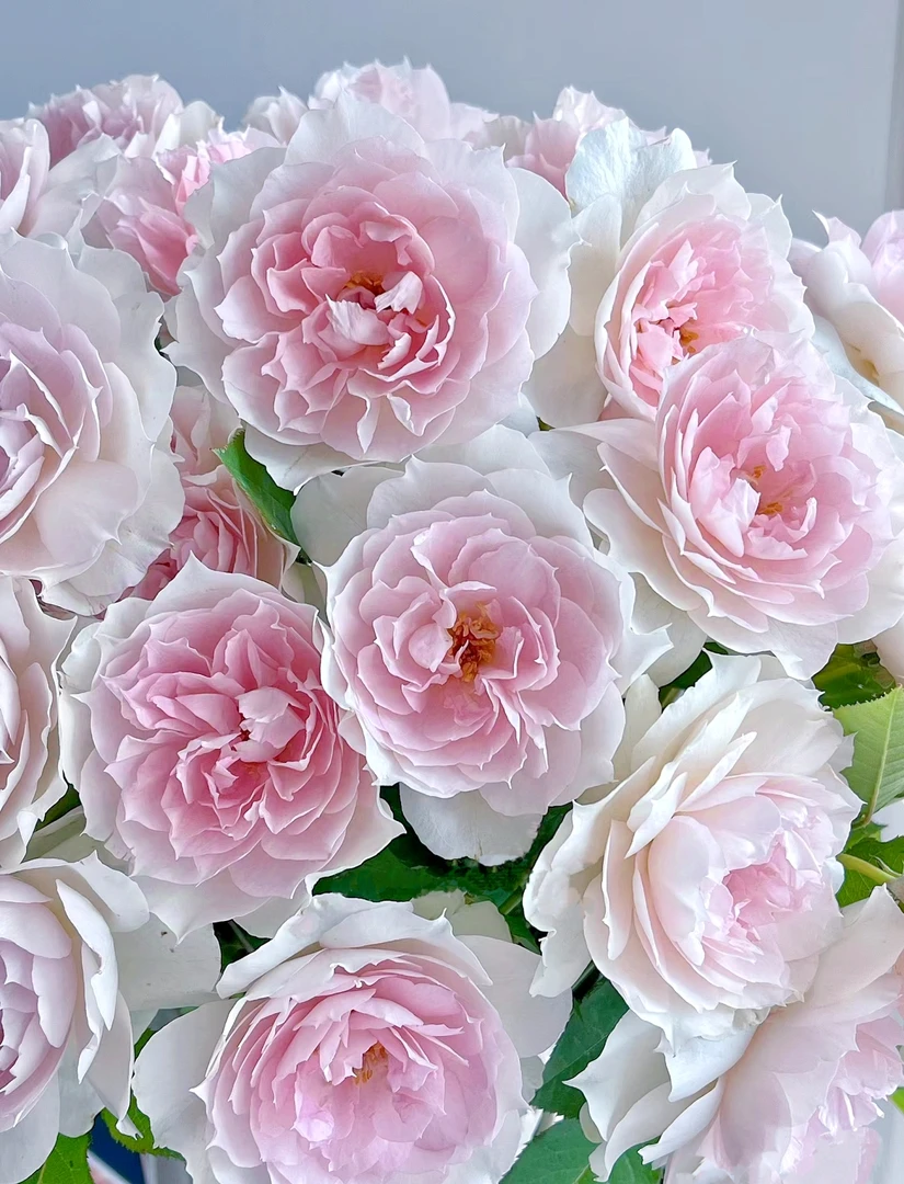 夏利玛 月季盆栽彩色勤花抗病耐热庭院阳台 云南鲜花绿植