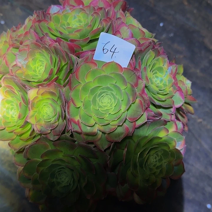 乐*精品万圣节奶白锦捧花福利64