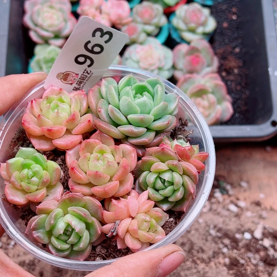 多肉植物多肉植物