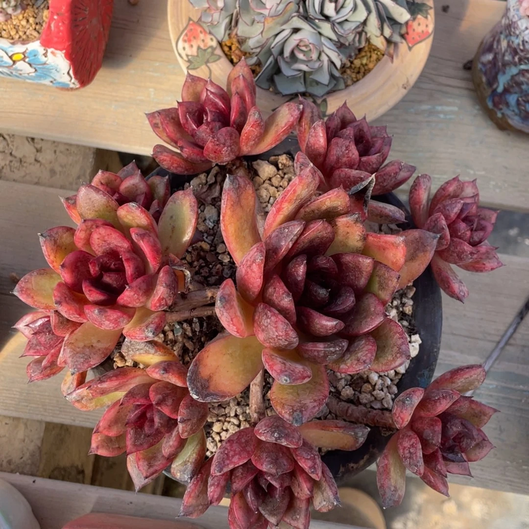 黑水晶整装无砍群