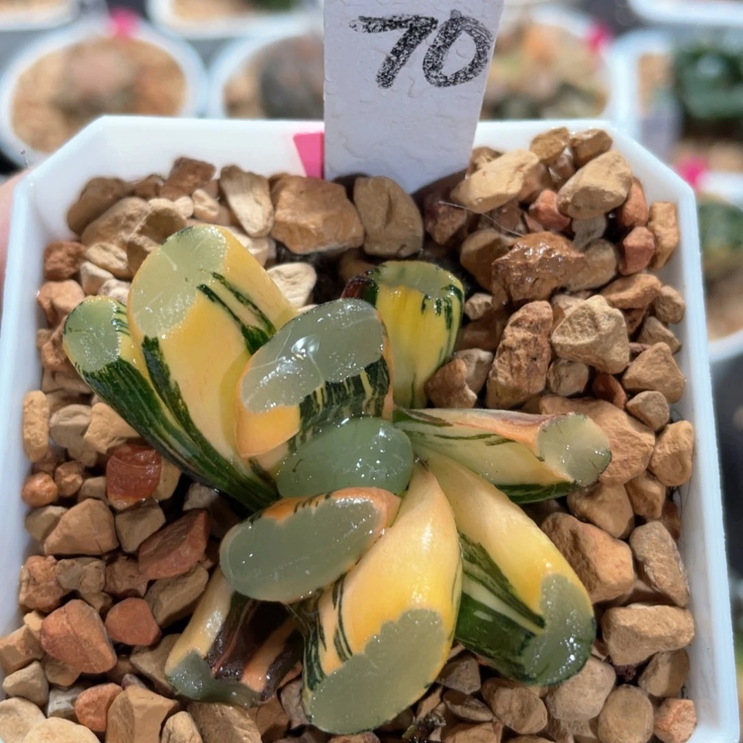 70紫镜万象锦。