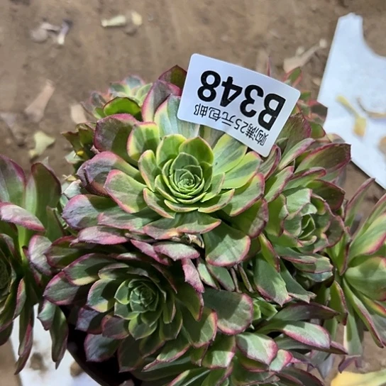 小**气多肉植物一个