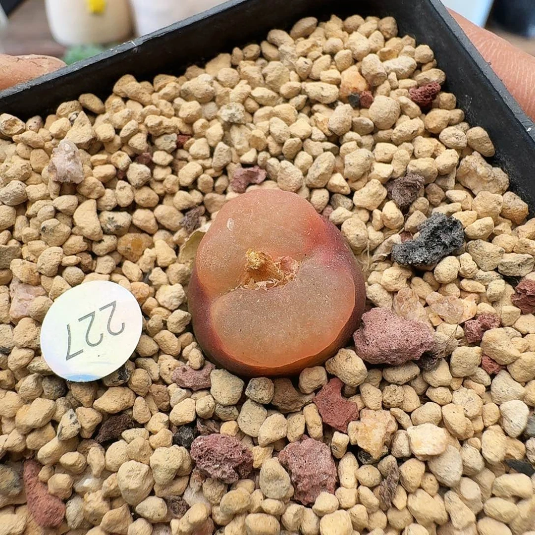 20包邮默认脱土发货果冻毛227