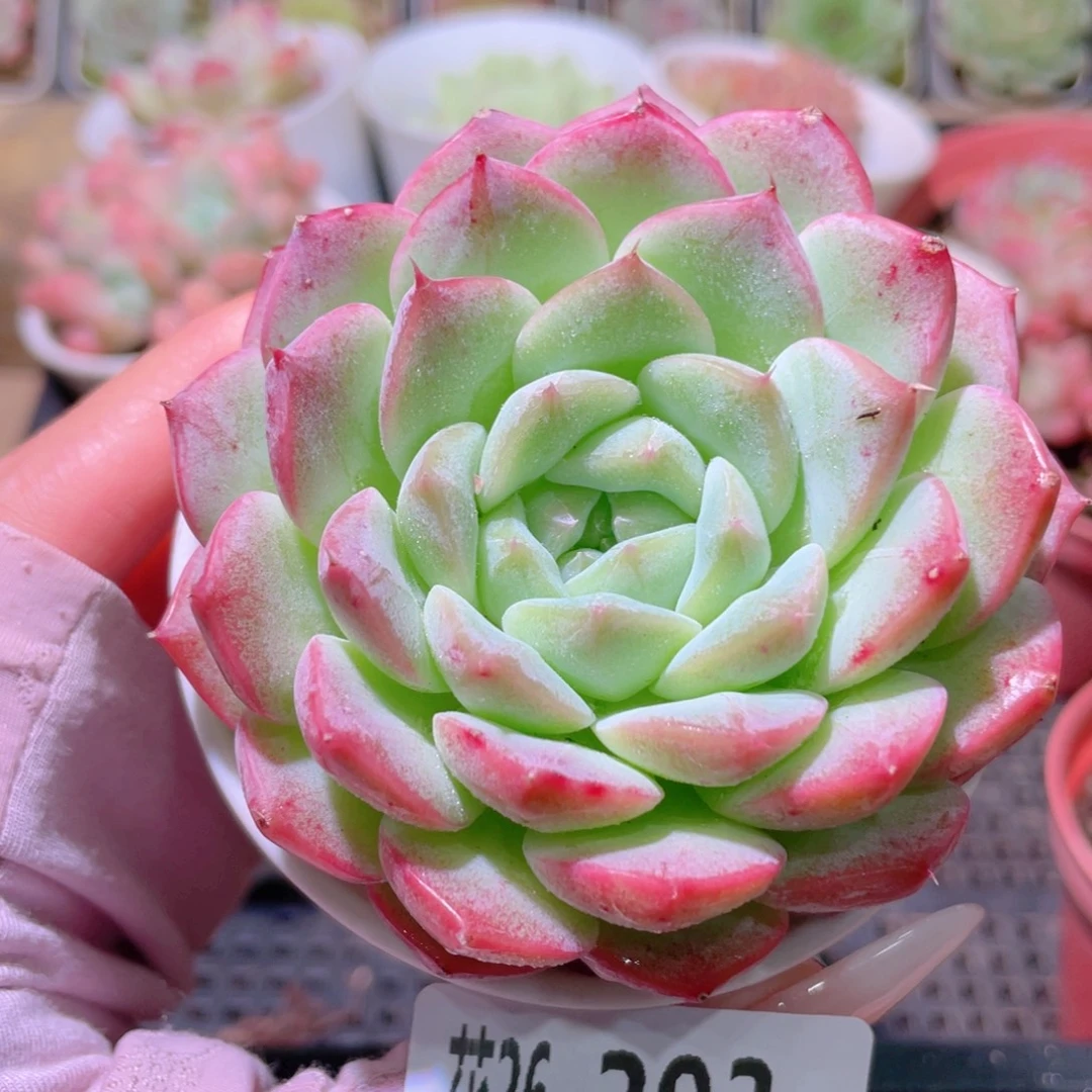 花利美26-393白桃汽水