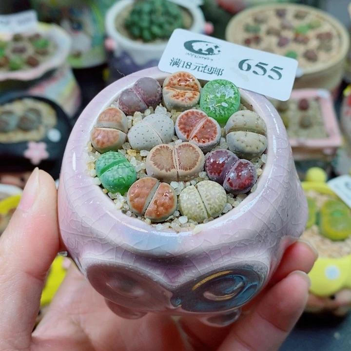 生石花花花花花花花655
