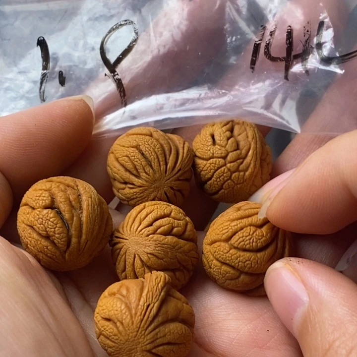 文玩核桃手串秦岭野生龙纹桃核19