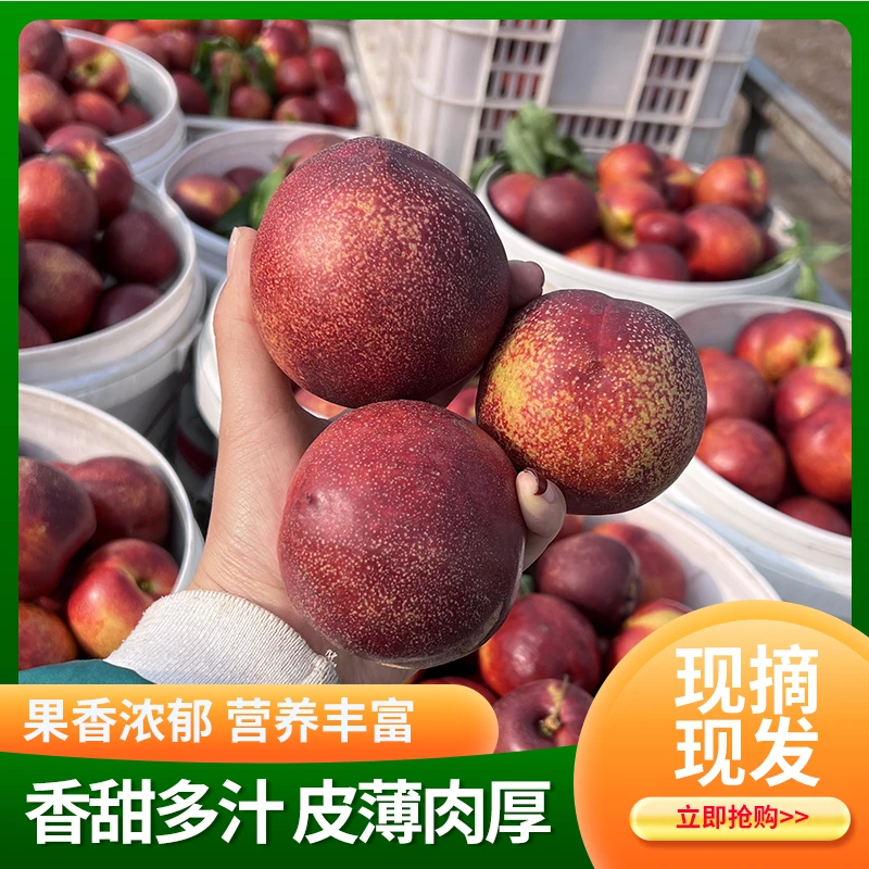 油桃红皮脆甜油桃健康营养美味桃子香甜多汁软硬两吃现摘现发包邮